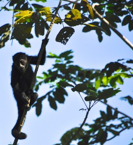 Howler monkey, Costa Rica